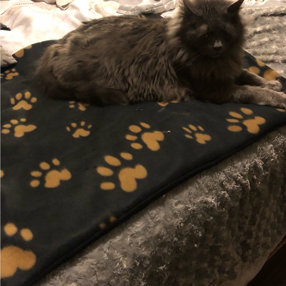 Cat or Dog Reversible Double Fleece Blanket 30”x37” - Picture 2 of 6